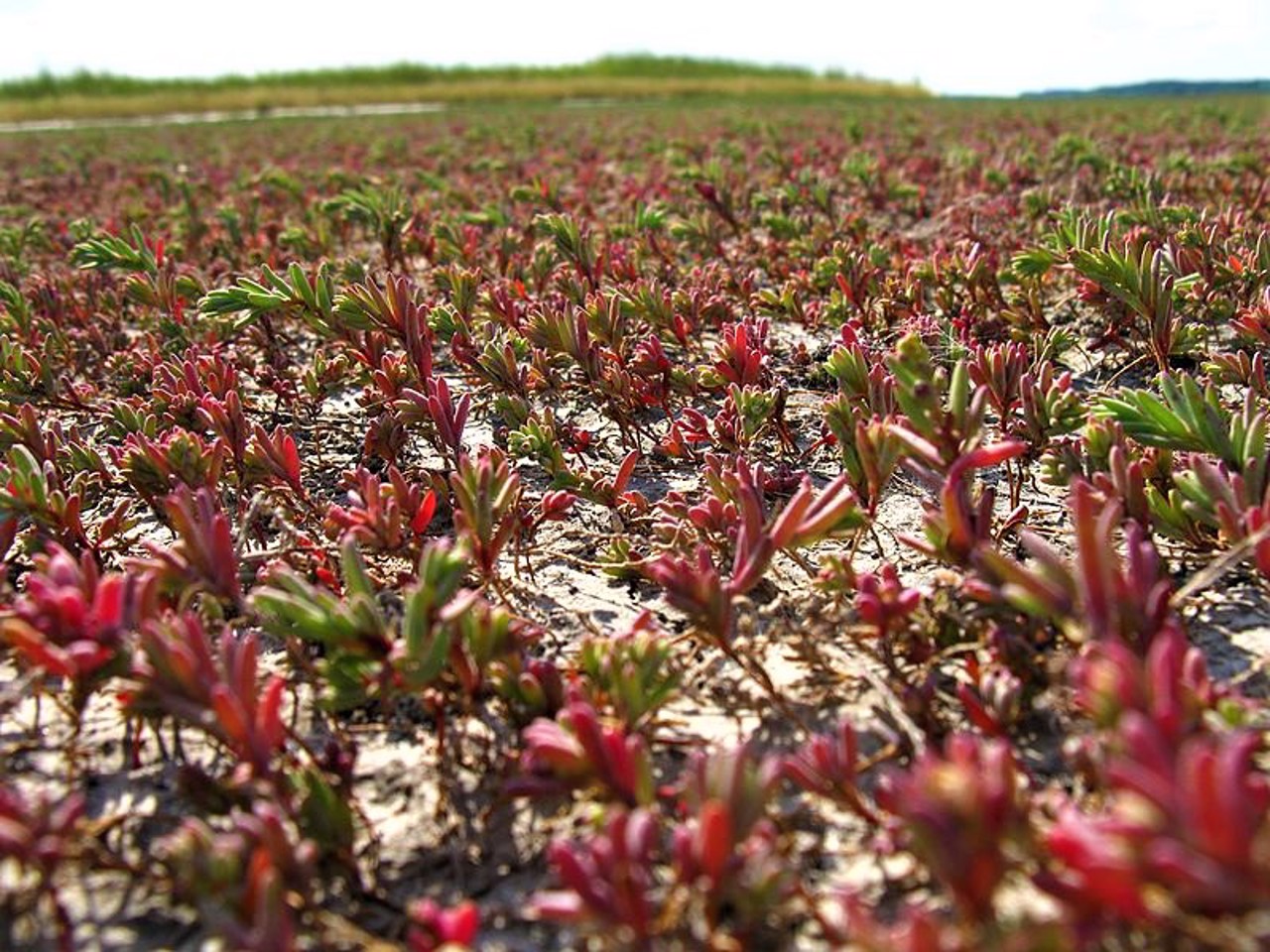 Село Новотроицкое, Самаровский район