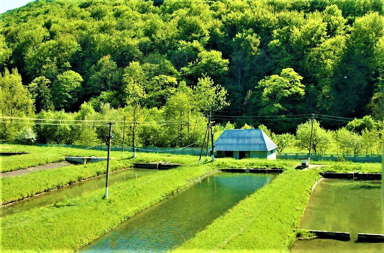 Село Волчий