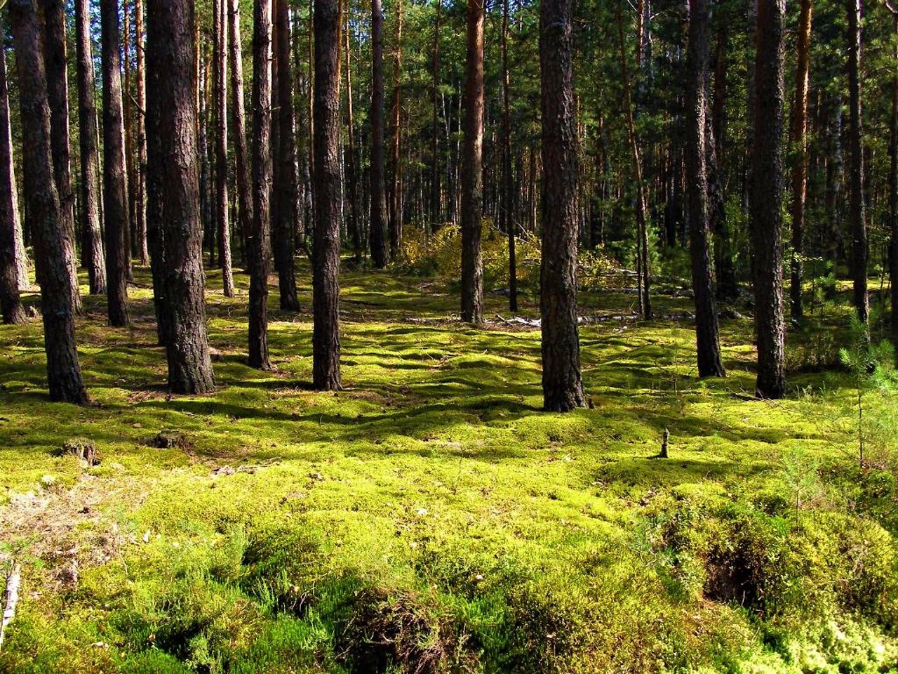 Село Отрохи