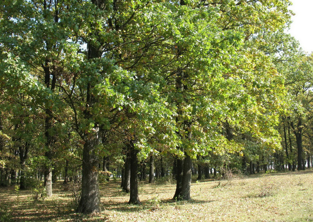 Романківецький парк, Романківці