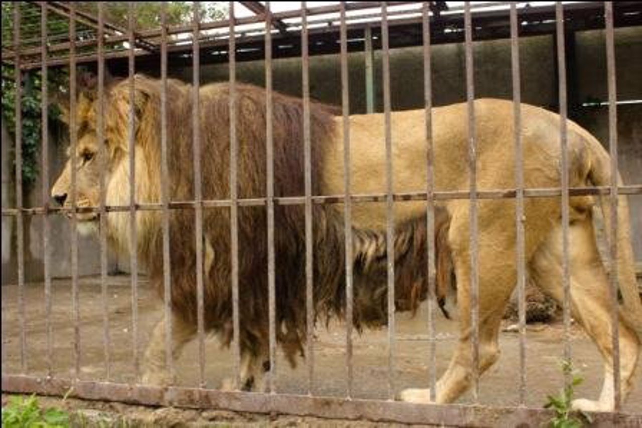 Vasylivka Home Zoo