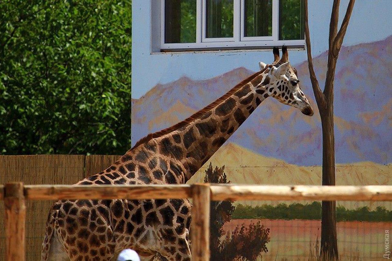 Odesa Zoo Biopark