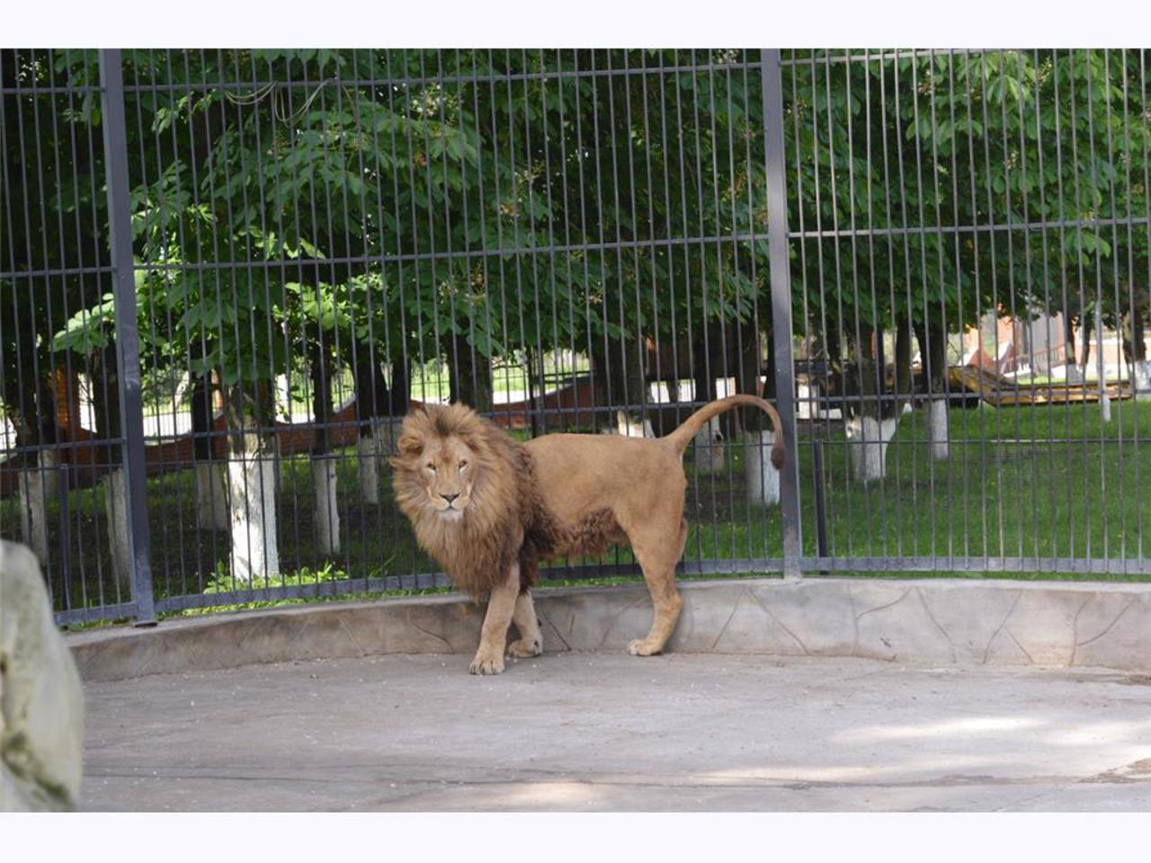 Simba Zoo, Zaporizhzhia