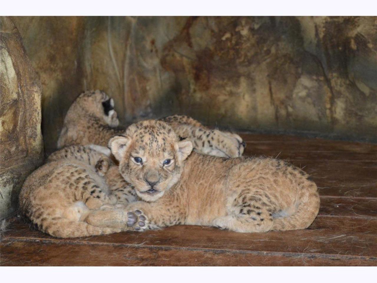 Simba Zoo, Zaporizhzhia
