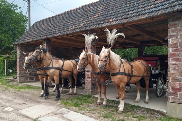 Музей карет (Каретний двір), Львів