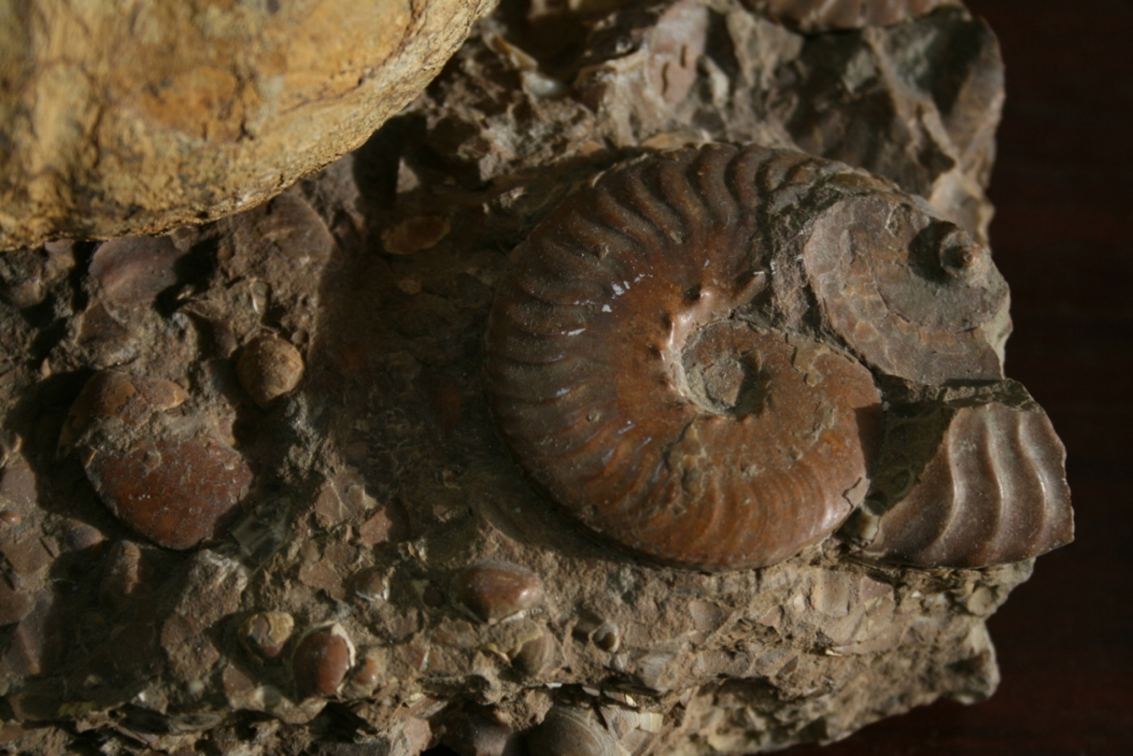 Geological Museum of Taras Shevchenko Kyiv National University
