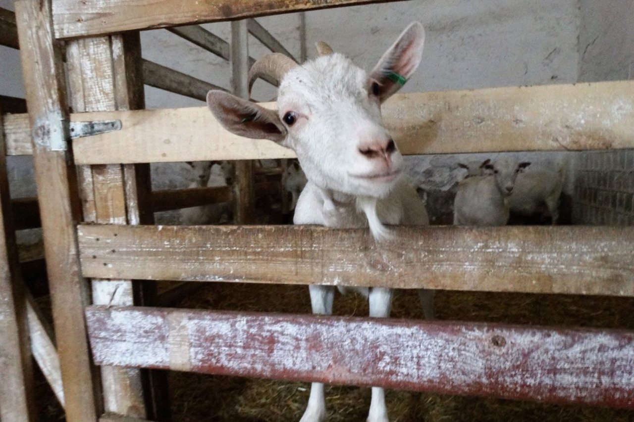 Dooobra Farm, Ivky