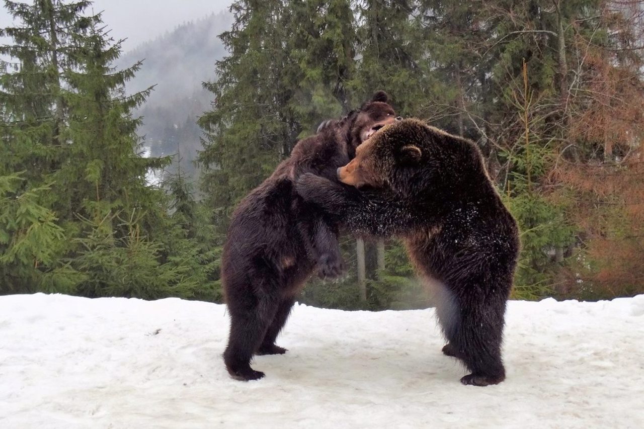 Brown Bear Rehabilitation Center, Synevyr