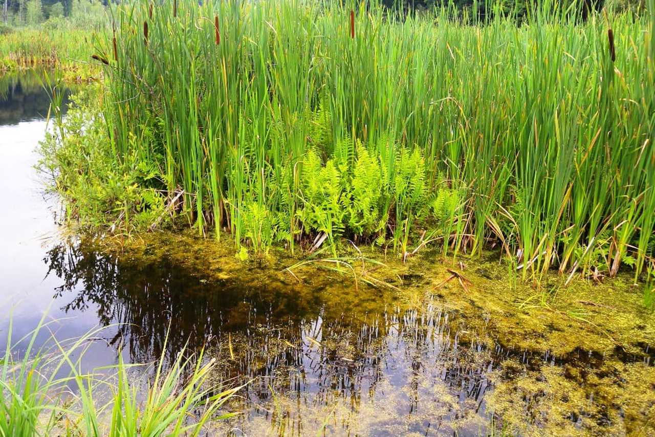 Black Lake (Berestuvate), Bohdanivka