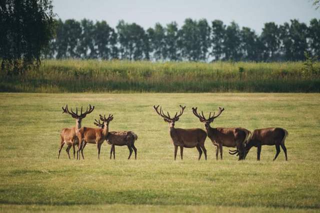 Сафарі-парк Медвино, Медвин