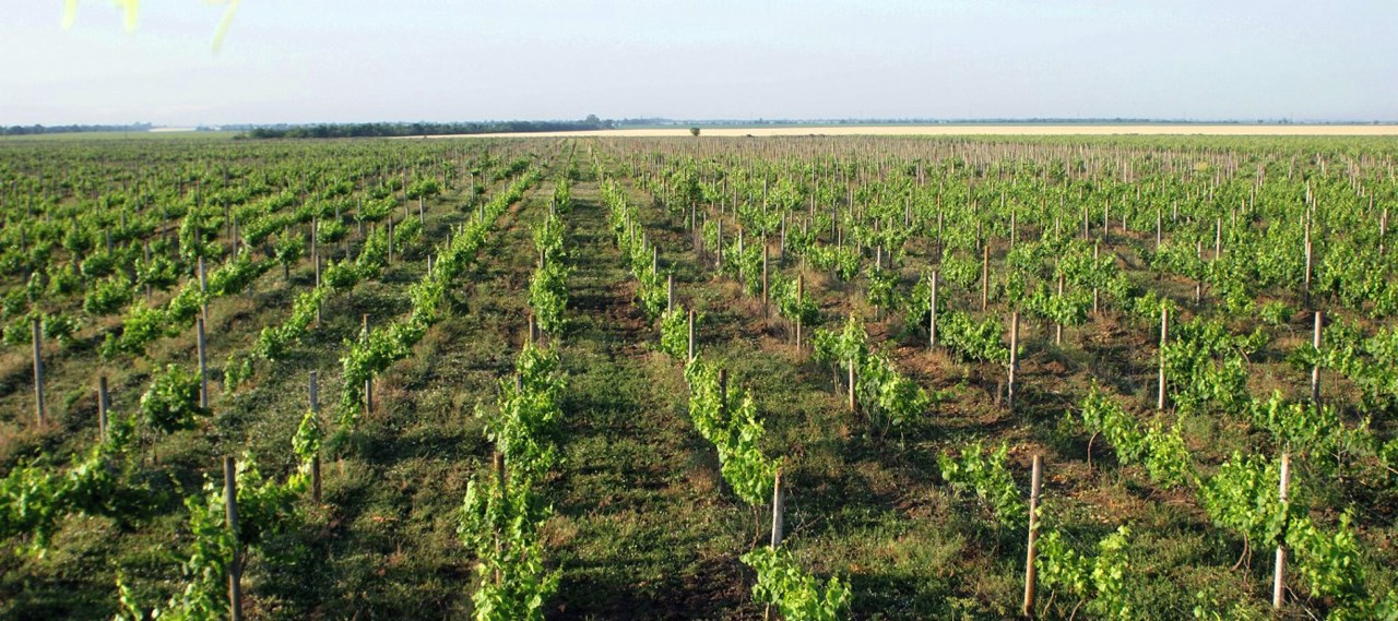 V.Petrov Family Winery, Strumok