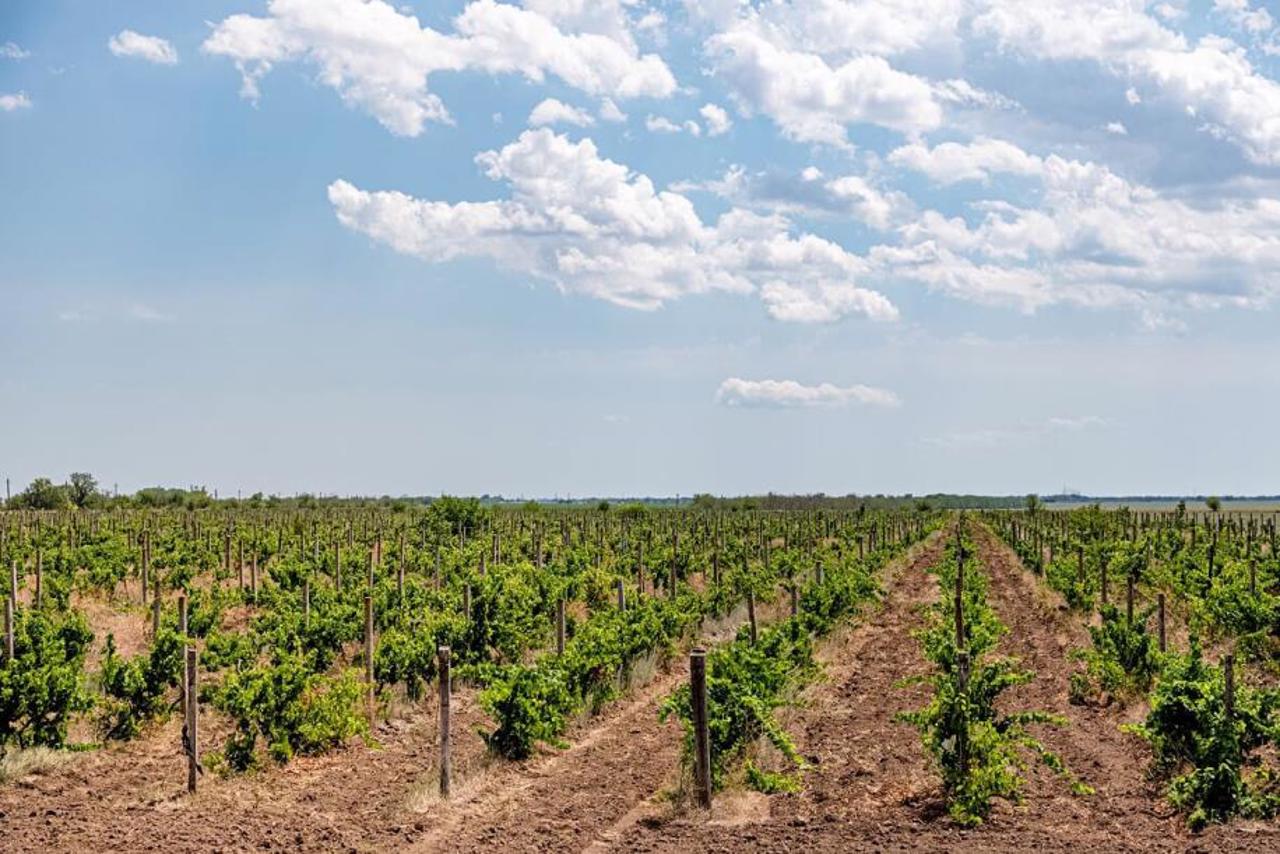 V.Petrov Family Winery, Strumok