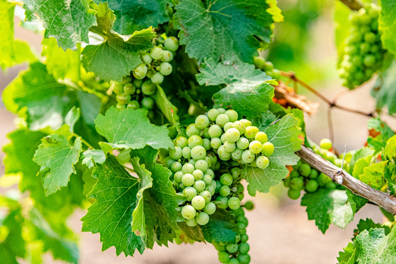 V.Petrov Family Winery, Strumok