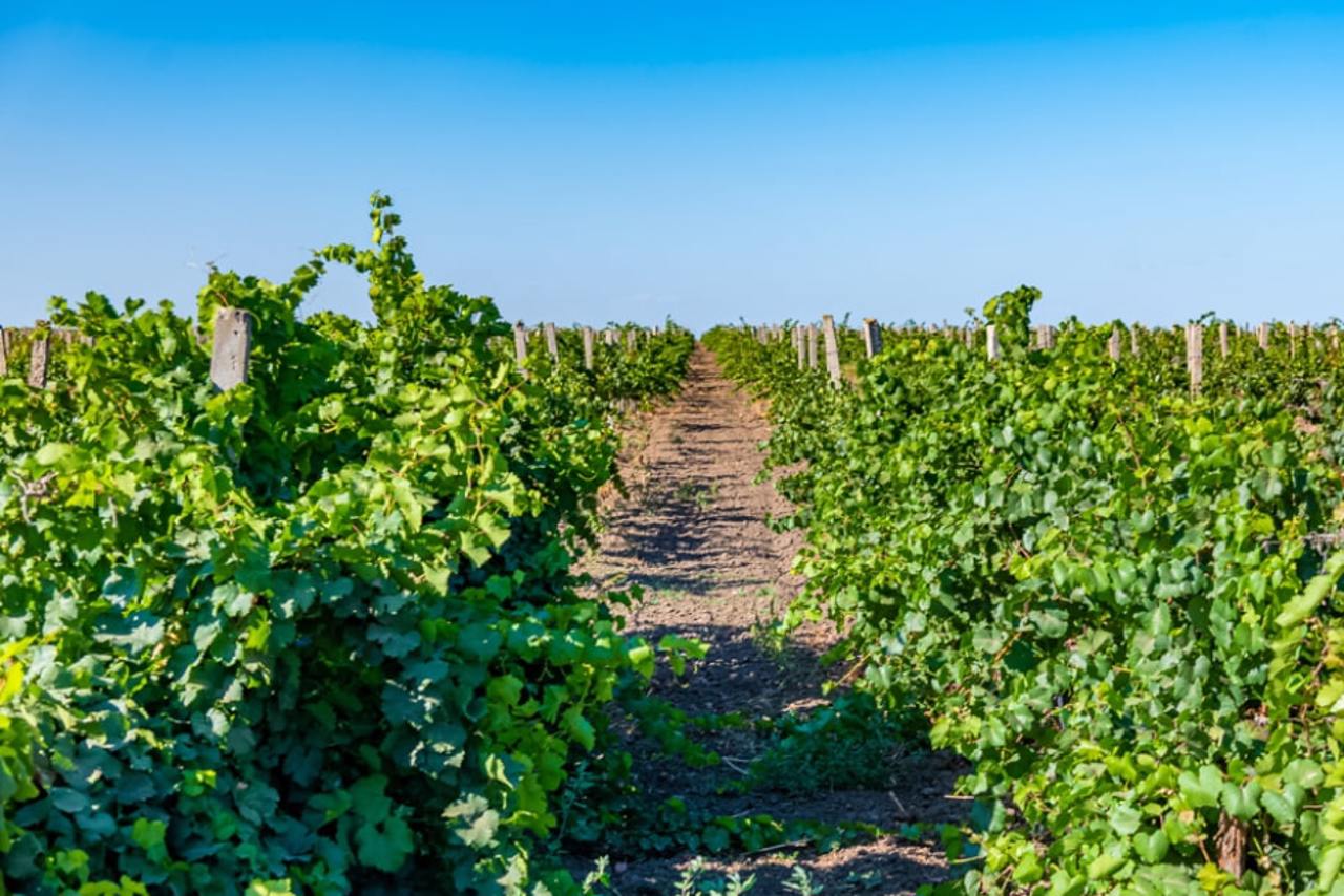 "Winehall Oksamytne" (Villa Tinta Winery)