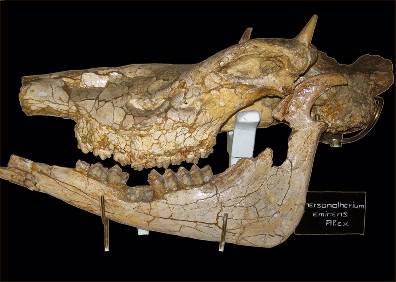 Paleontological Museum, Odesa