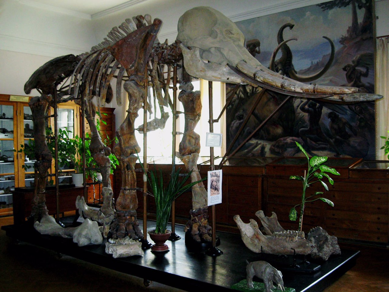 Paleontological Museum, Odesa