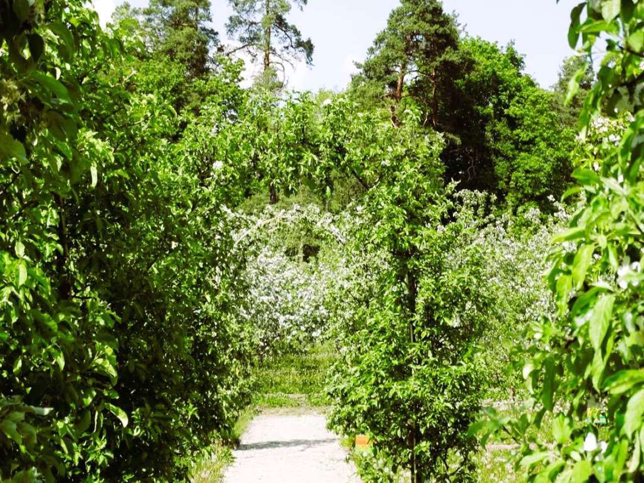 Сад "Мур", Біла Церква