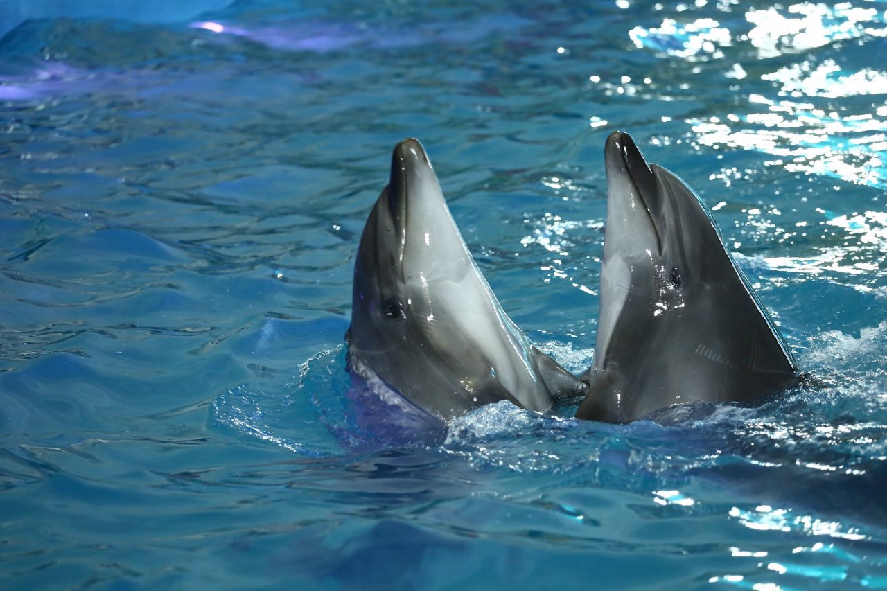 Dolphinarium "Nemo", Odesa