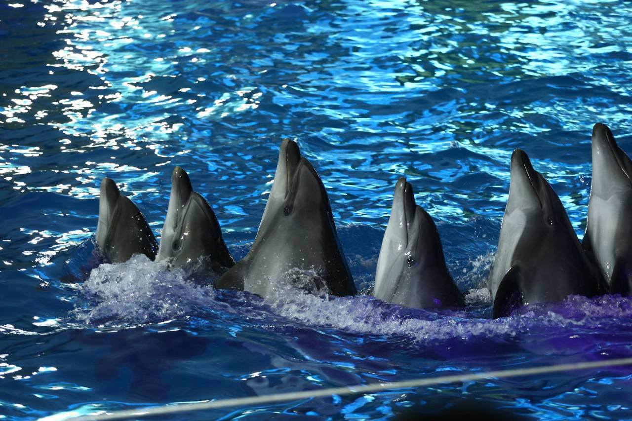 Dolphinarium "Nemo", Odesa