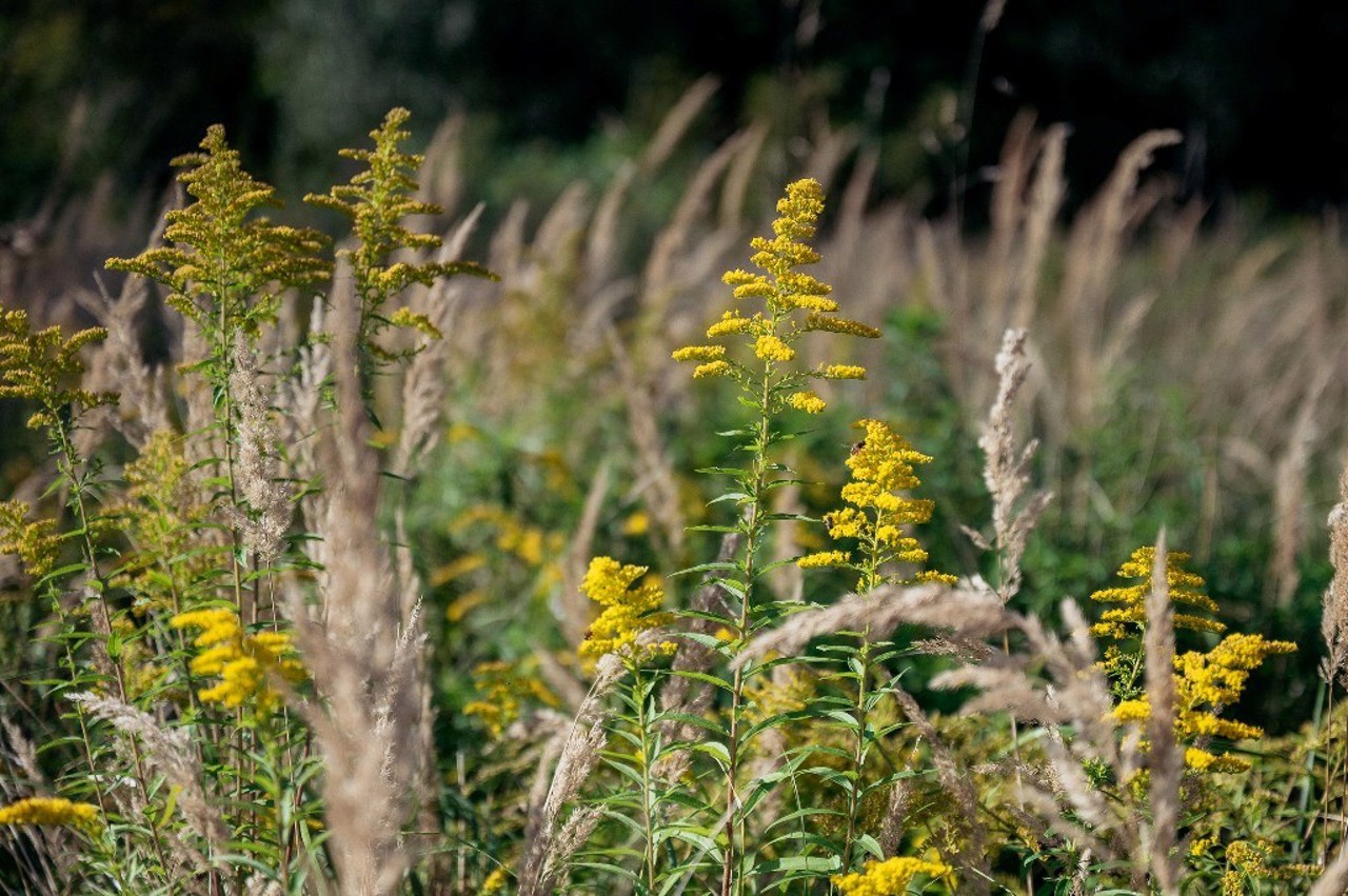 Гнідавське болото, Луцьк